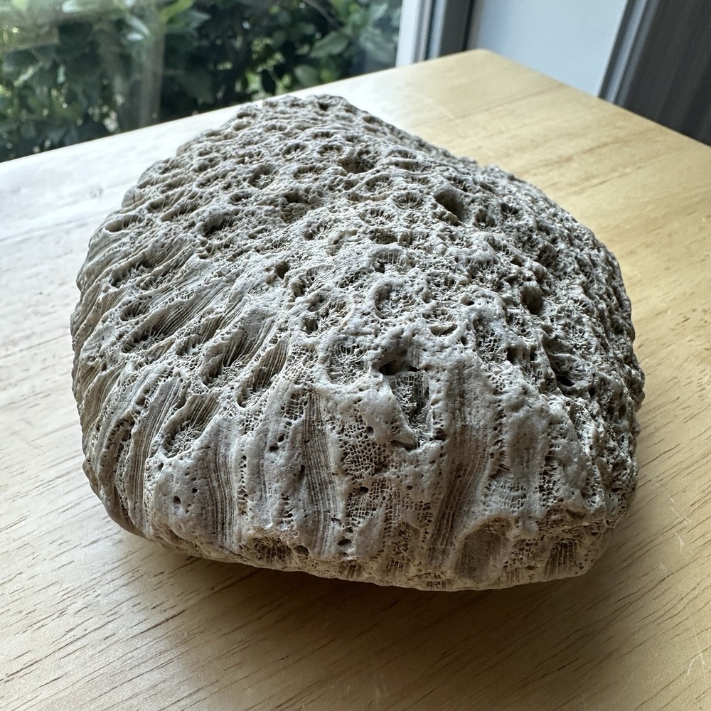 Fossil Coral Colony Specimen 5.5" Detailed Tarrant County Texas Creek Find 42 oz - Picture 6 of 11